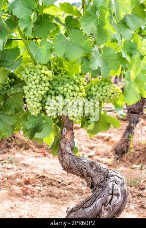 Grappes de raisins sur la plante pendant la phase de fermeture. Agriculture. Banque D'Images