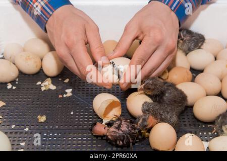 Les mains des agriculteurs aident à faire éclore un oiseau de poulet à la poussin d'un incubateur d'œufs à couver. Banque D'Images