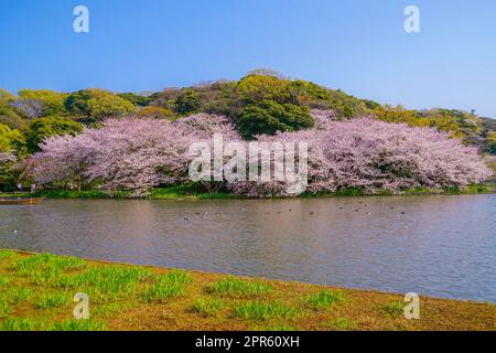 Pleine fleur de cerisiers en fleurs et jardin japonais Banque D'Images