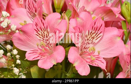 Fleur de lys péruviens Alstroemeria (latin Alstroemeria) Banque D'Images