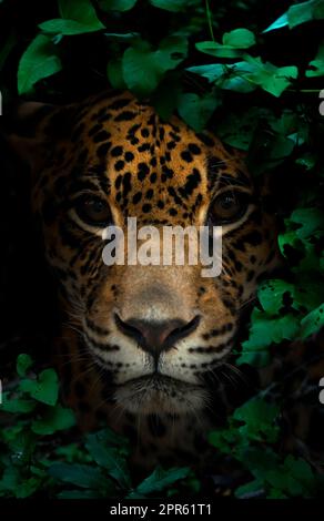 jaguar dans la forêt tropicale la nuit Banque D'Images