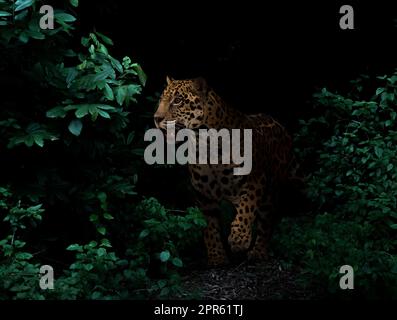 jaguar dans la forêt tropicale la nuit Banque D'Images