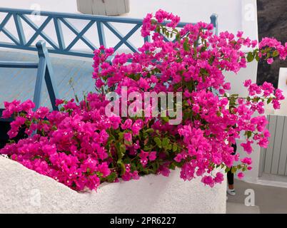 Fleurs de bougainvilliers rouges Banque D'Images