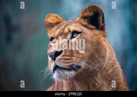 Le lion du prédateur berbère face nad dangereux vue, la meilleure photo Banque D'Images