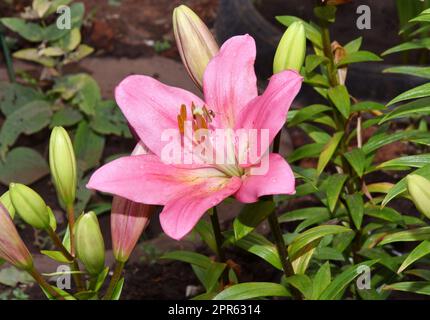 Fleur Lily Asian hybrides variétés Demeter rose clair après la pluie Banque D'Images