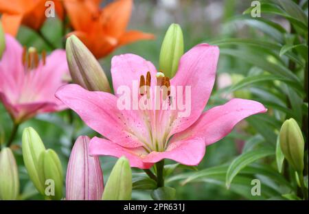 Fleur Lily Asian hybrides variétés Demeter rose clair après la pluie Banque D'Images