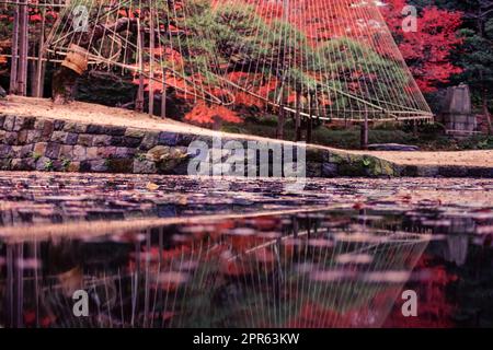 Image des feuilles d'automne d'un jardin japonais Banque D'Images