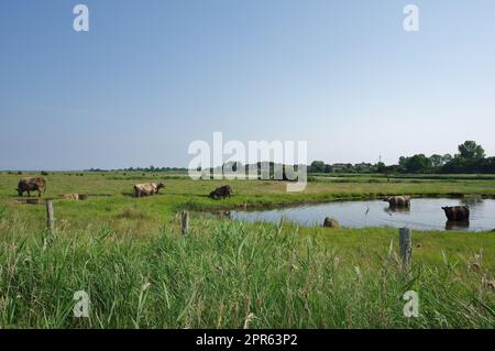 Troupeau écossais de bovins des Highlands dans la réserve naturelle 'Geltinger Birk', Nieby, Schleswig-Holstein, Allemagne Banque D'Images