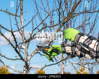 Élagage des arbres fruitiers Banque D'Images