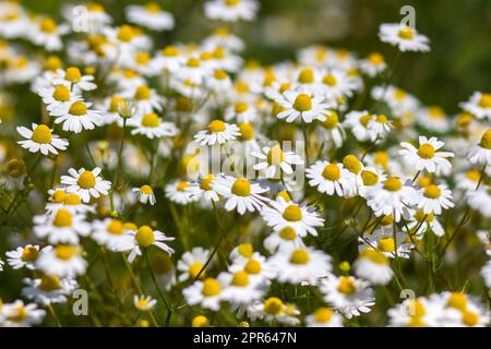 fleurs de camomille dans un pré Banque D'Images
