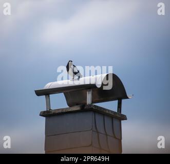 Un magpie se trouve sur le conduit d'une cheminée. Banque D'Images