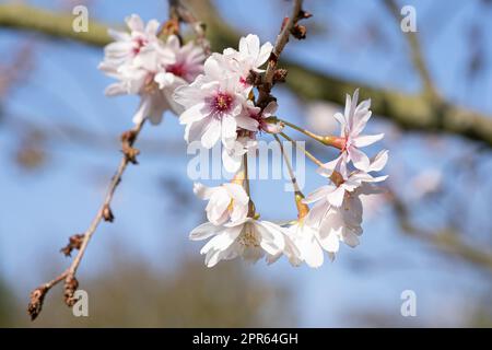 Higan Cherry, Prunus subhirtella Banque D'Images