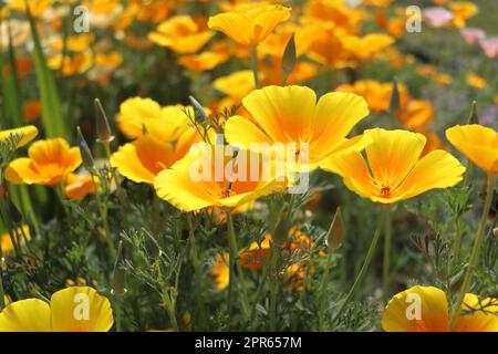 Backgroung d'été.Fleurs d'eschscholzia californica ou coquelicot californien doré, coupe d'or, plante florale de la famille des papaveraceae Banque D'Images