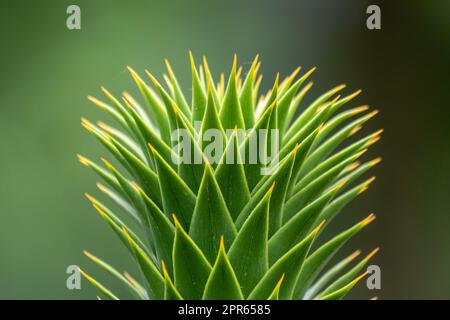 Feuilles d'épinettes vertes d'araucaria araucana ou arbre de queue de singe avec des feuilles acérées ressemblant à des aiguilles et des pointes de plantes exotiques dans le désert de patagonie montre des détails de forme symétrique des feuilles vertes Banque D'Images