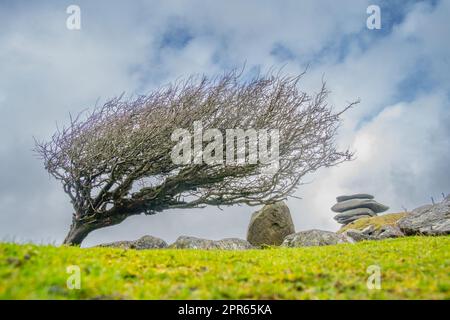 Arbre à vent et Cheesewring (colline de Stowe) près de Minions Cornwall lors d'une journée de printemps terne Banque D'Images