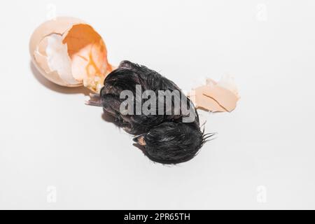 Gros plan d'un nouveau-né sombre mouillé mignon petit poussin essayant de sortir de l'oeuf de poulet à couver coquille sur fond blanc. Banque D'Images