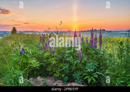 Fleurs sauvages au lever du soleil d'été. Lupin violet et champ de canola, lumière du matin. lupinus violet Banque D'Images