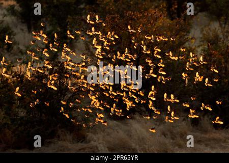 Queleas à bec rouge volant au coucher du soleil Banque D'Images