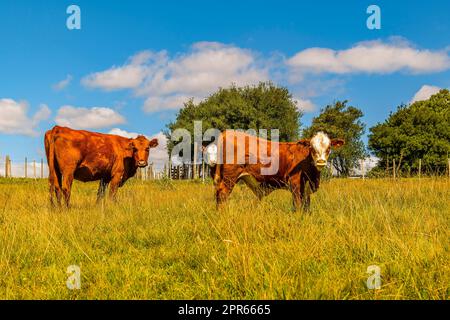 Les vaches de race Hereford se tenant libres dans le paysage rural, maldonado, uruguay Banque D'Images