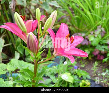 La fleur de nénuphars de la variété la hybride Fangio est rouge-pourpre après la pluie Banque D'Images