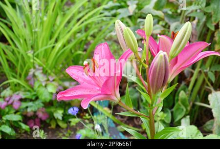 La fleur de nénuphars de la variété la hybride Fangio est rouge-pourpre après la pluie Banque D'Images