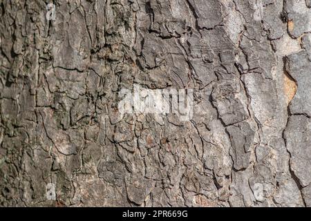 Macro d'écorce d'arbre avec des structures naturelles fines et l'écorce d'arbre rugueuse comme fond naturel et écologique montre une belle structure en bois avec des cicatrices et la protection comme habitat pour les petits insectes Banque D'Images