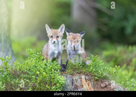 Paire de petits renards posant dans la forêt en regardant la caméra. Banque D'Images