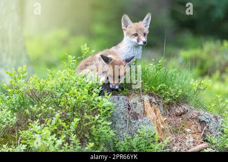 Paire de petits renards posant dans la forêt. Banque D'Images
