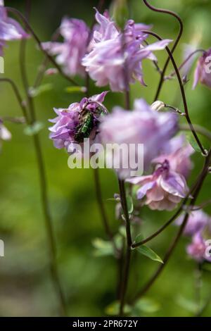 Deux coléoptères de la rose dorée se nourrissent de fleurs roses Banque D'Images