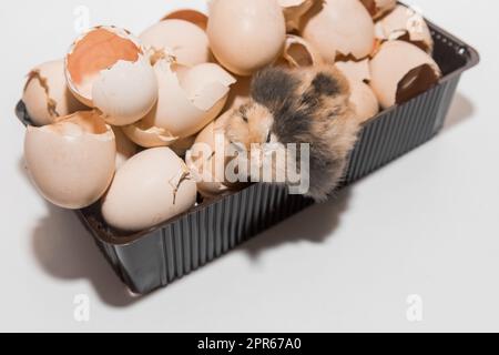 Poulet nouveau-né petit poussin mignon dans la pile de coquille d'œuf sur fond blanc. Banque D'Images