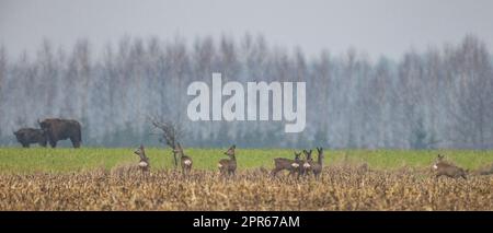 Troupeau de chevreuils à la course dans le champ d'automne Banque D'Images