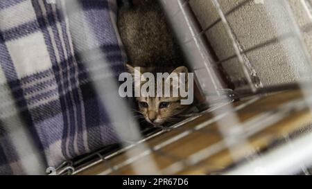 Chat nouveau-né en cage Banque D'Images