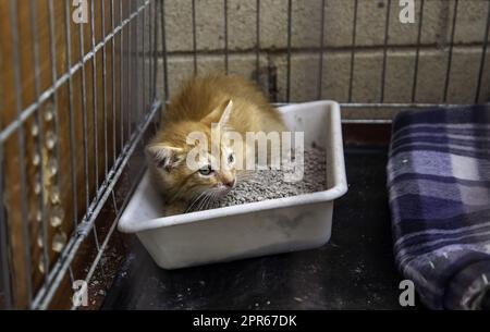 Chat nouveau-né en cage Banque D'Images