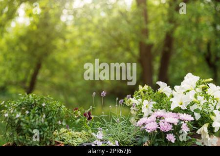 Différentes fleurs en pot et herbes, matériel et outils de jardinage Banque D'Images