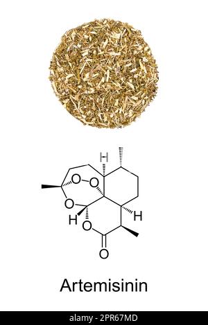 Bois de millepertuis, Artemisia annua, cercle d'herbes et formule à base d'artémisinine Banque D'Images