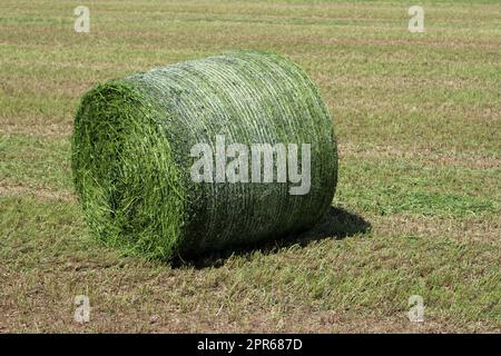 Faucher le champ avec une balle ronde en filet d'herbe pour l'ensilage Banque D'Images