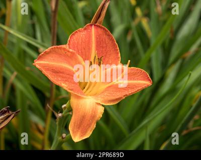 Hemerocallis dayly variété de fleurs Staghorn Sumac dans un jardin Banque D'Images