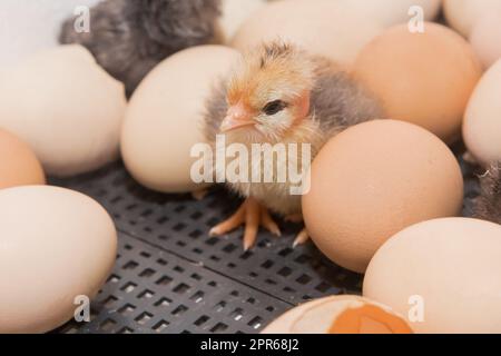 Poulet nouveau-né jaune mignon petit poussin près des œufs d'incubation dans l'incubateur, élevage de volaille en gros plan. Banque D'Images