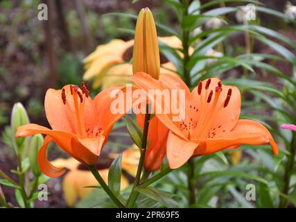 Fleur Lily Asian hybride Tresor couleur orange après la pluie Banque D'Images