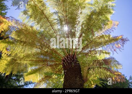 le soleil brille à travers les feuilles de palmier Banque D'Images