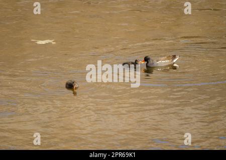 Moorhen commun eurasien nourrissant l'un de ses poussins. Banque D'Images