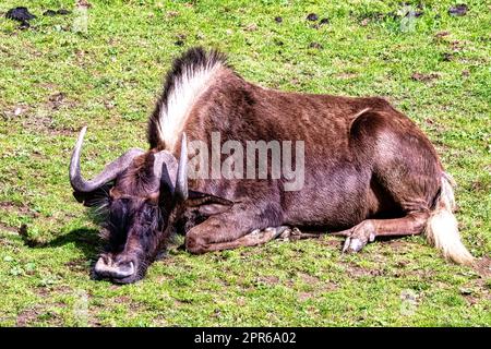 Le flétrissement noir (Connochaetes gnou) connu sous le nom de GNU à queue blanche - Parc national du zèbre de montagne, Afrique du Sud Banque D'Images