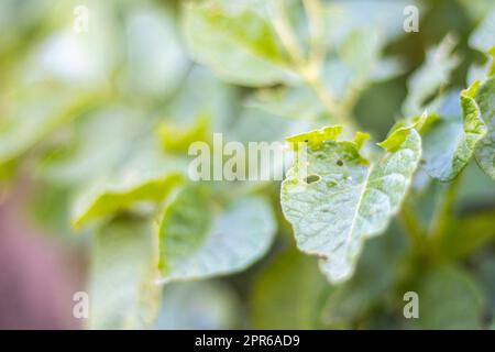 Gros plan des feuilles de pomme de terre endommagées par les larves de coléoptères rayés du Colorado. Leptinotarsa decemlineata. Parasites sérieux de la pomme de terre en plein soleil. Les larves du parasite de la pomme de terre du Colorado mangent les feuilles. Banque D'Images