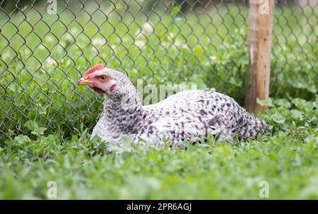 Poulets à la ferme, concept de volaille. Poulet blanc en vrac à l'extérieur. Oiseau drôle sur une ferme bio. Oiseaux domestiques sur une ferme de l'aire de répartition libre. Élevage de poulets. Marchez dans la cour. Industrie agricole. Banque D'Images