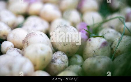 Beaucoup de pommes de terre fraîches bio sur l'herbe un jour d'été. Tas de jeunes pommes de terre mûres dans le champ. Pommes de terre fraîchement creusées ou récoltées à faible angle sur un sol brun riche. Le concept de la culture alimentaire. Banque D'Images