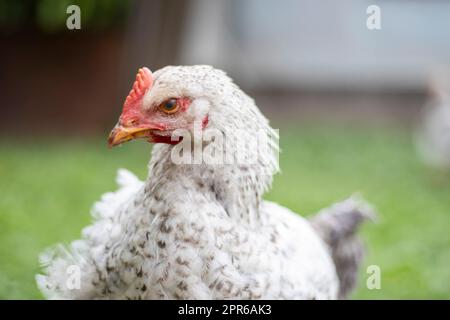 Poulets à la ferme, concept de volaille. Poulet blanc en vrac à l'extérieur. Oiseau drôle sur une ferme bio. Oiseaux domestiques sur une ferme de l'aire de répartition libre. Élevage de poulets. Marchez dans la cour. Industrie agricole. Banque D'Images