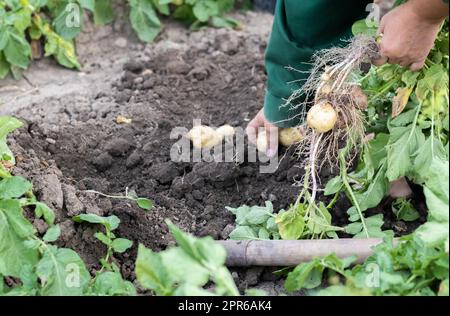 Récolte des pommes de terre du sol. Pommes de terre fraîchement creusées ou récoltées sur un sol brun riche. Pommes de terre fraîches biologiques sur le sol dans un champ par jour d'été. Le concept de la culture alimentaire. Nouvelles pommes de terre. Banque D'Images