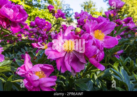 Une brousse de pivoines roses fleurit dans le jardin. Paeonia suffruticosa Banque D'Images