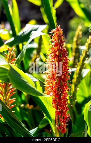 Hedychium aurantiacum connu sous le nom de lilas au gingembre oange dans le parc britannique Banque D'Images