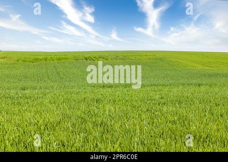 Épis de blé vert champ de récolte agricole. Paysage rural sous la lumière du soleil et le ciel bleu Banque D'Images